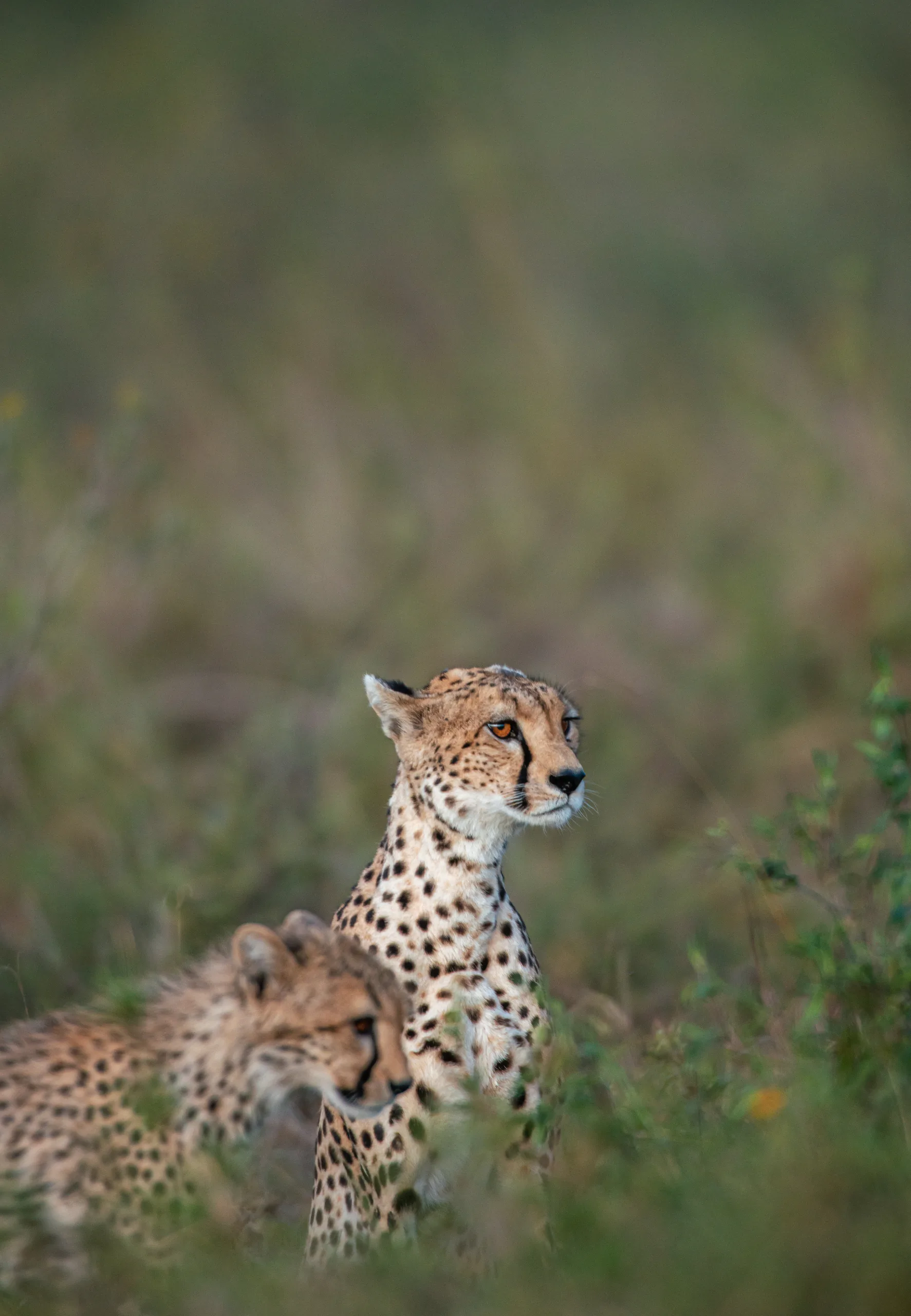 A family enjoying a private Tanzania safari